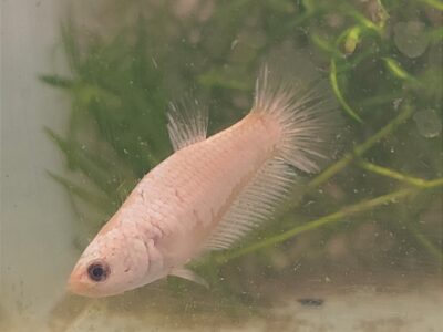 Betta femelle dragon