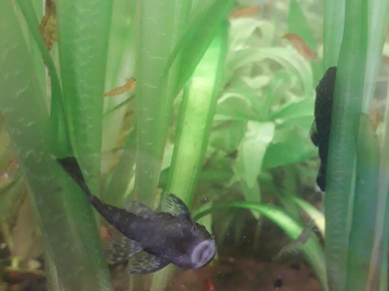 Ancistrus pleco nain