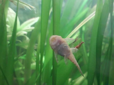 Ancistrus pleco nain