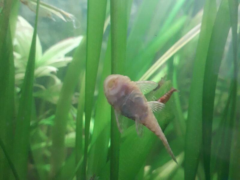 Ancistrus pleco nain