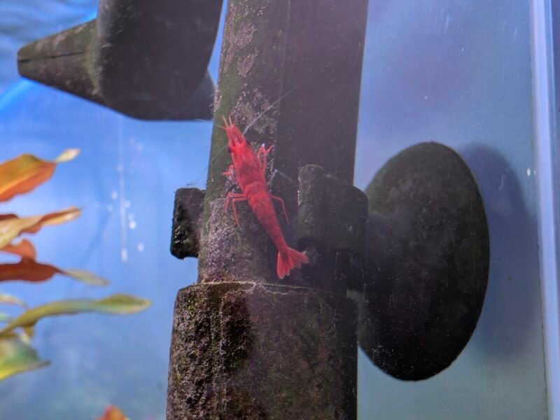 Crevettes Neocaridina davidi Sakura (lots de 15)