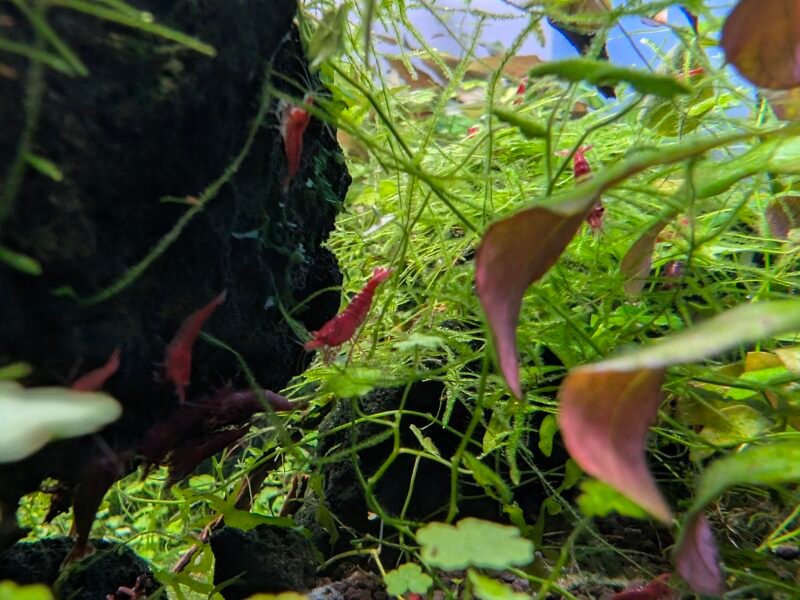 Crevettes Neocaridina davidi Sakura (lots de 15)