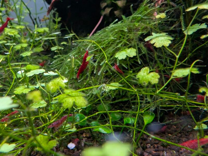 Crevettes Neocaridina davidi Sakura (lots de 15)