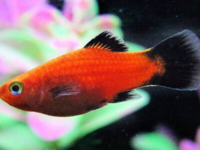 Platy