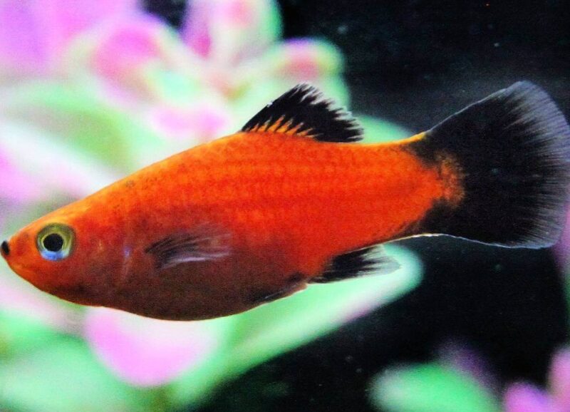 Platy