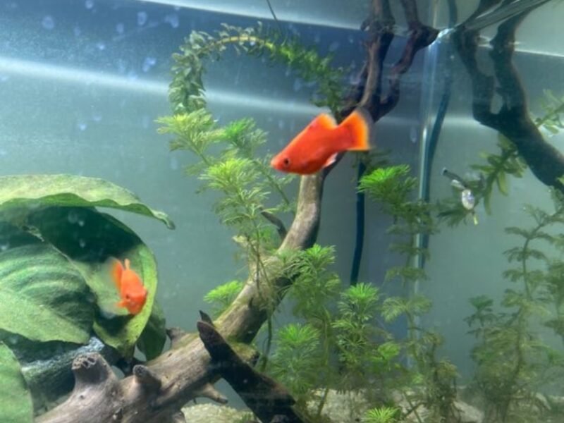 guppy,platy