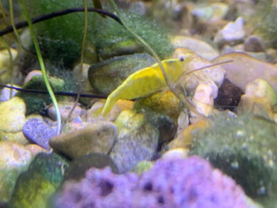 10 Crevettes Davidi yellow neon