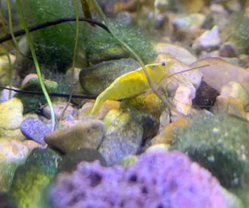 10 Crevettes Davidi yellow neon