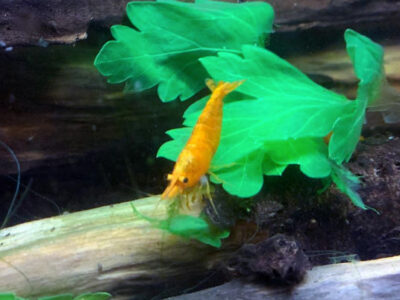 10 Crevettes davidi sakura orange