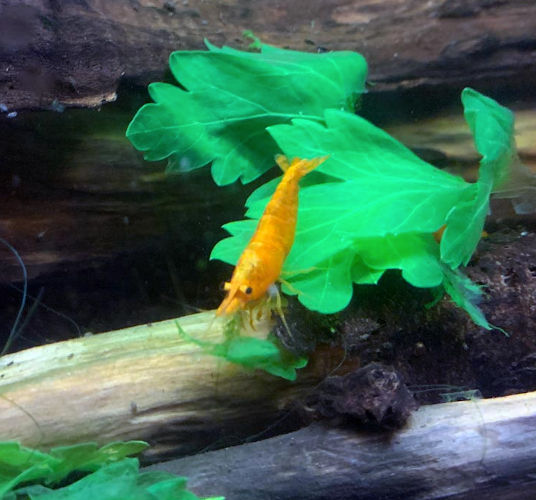 10 Crevettes davidi sakura orange