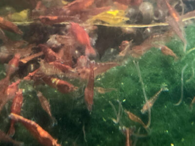 10 Crevettes red cherry