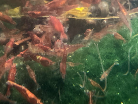 10 Crevettes red cherry