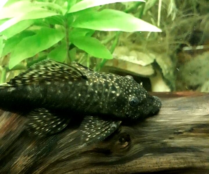 Ancistrus pleco nain