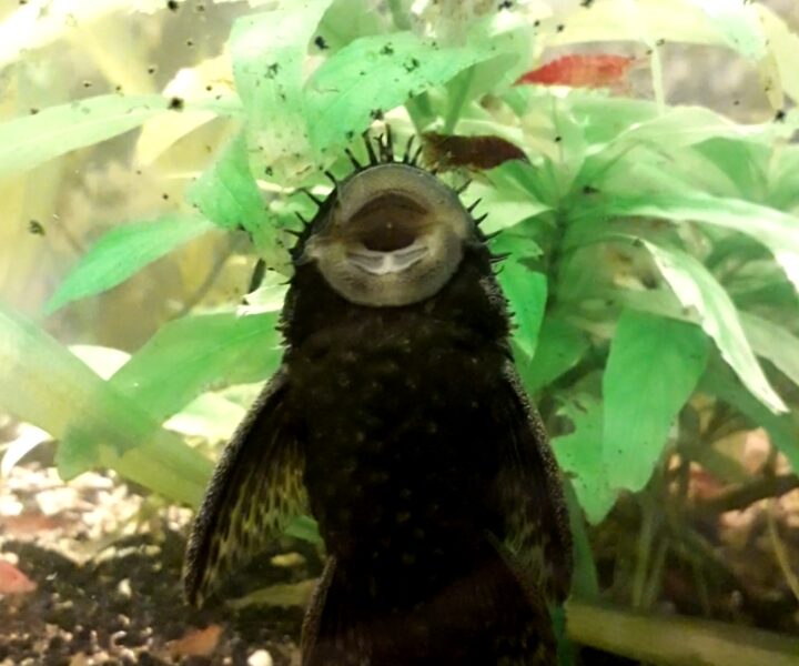 Ancistrus pleco nain