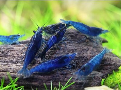 Recherche Neocaridina Blue Velvet