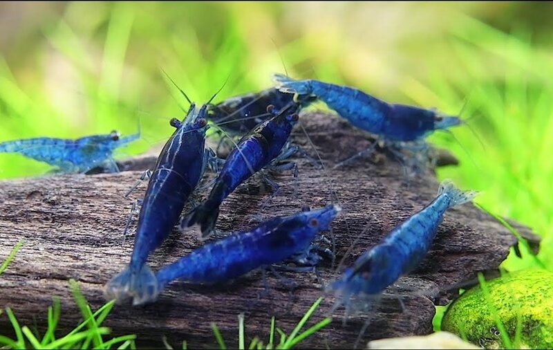 Recherche Neocaridina Blue Velvet