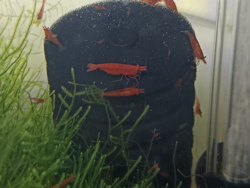 Crevettes Red cherry