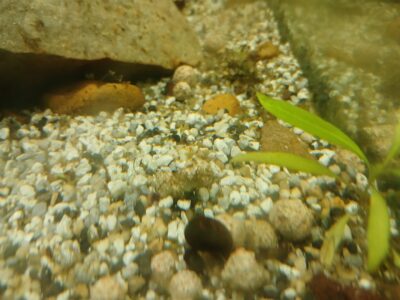 Escargot