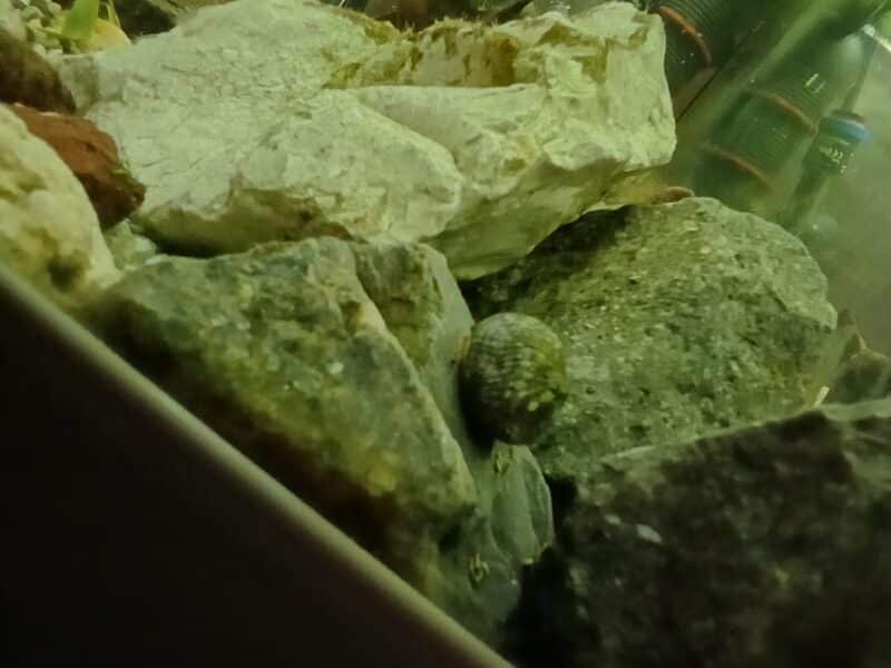 Escargot
