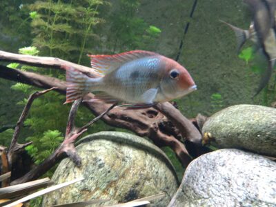 Couple geophagus