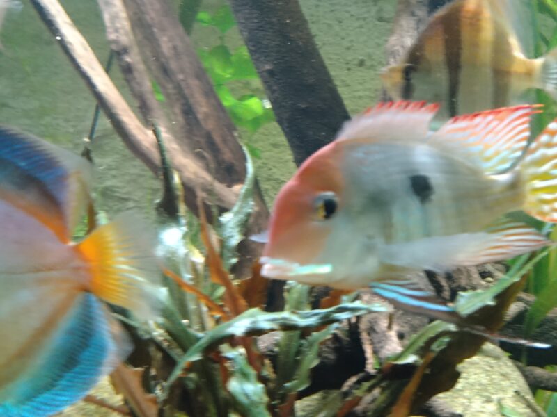Couple geophagus