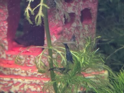 Blue Zebra - Neocaridina davidi - crevettes bleues