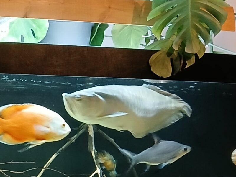 Arowana 75cm