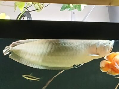 Arowana 75cm