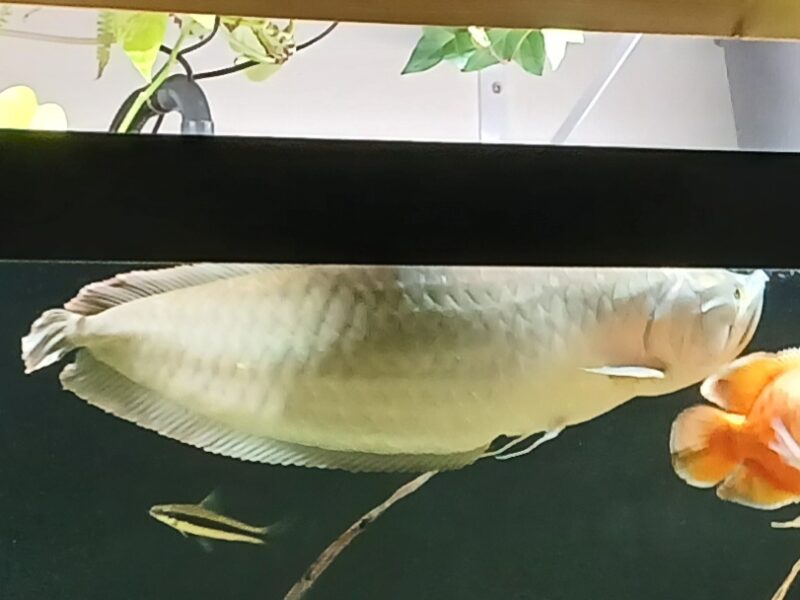 Arowana 75cm