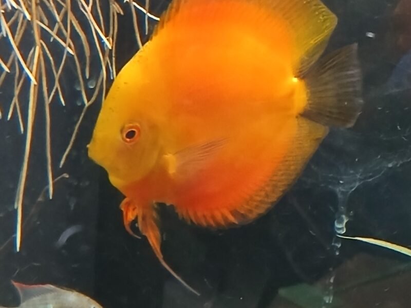 discus