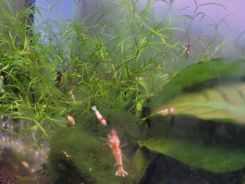 Crevettes Taïwan Bee