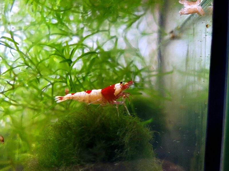 Crevettes Taïwan Bee