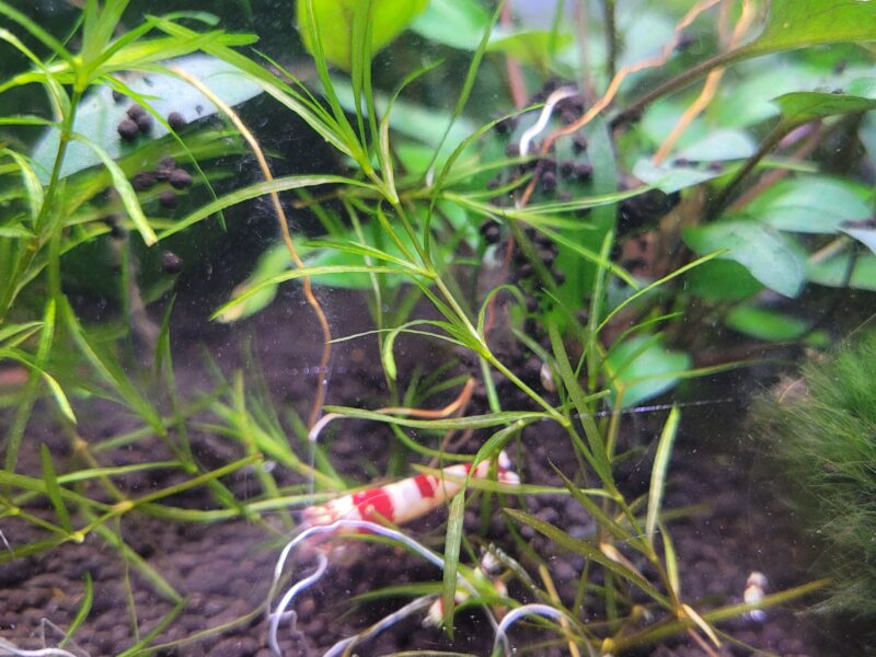 Crevettes Taïwan Bee