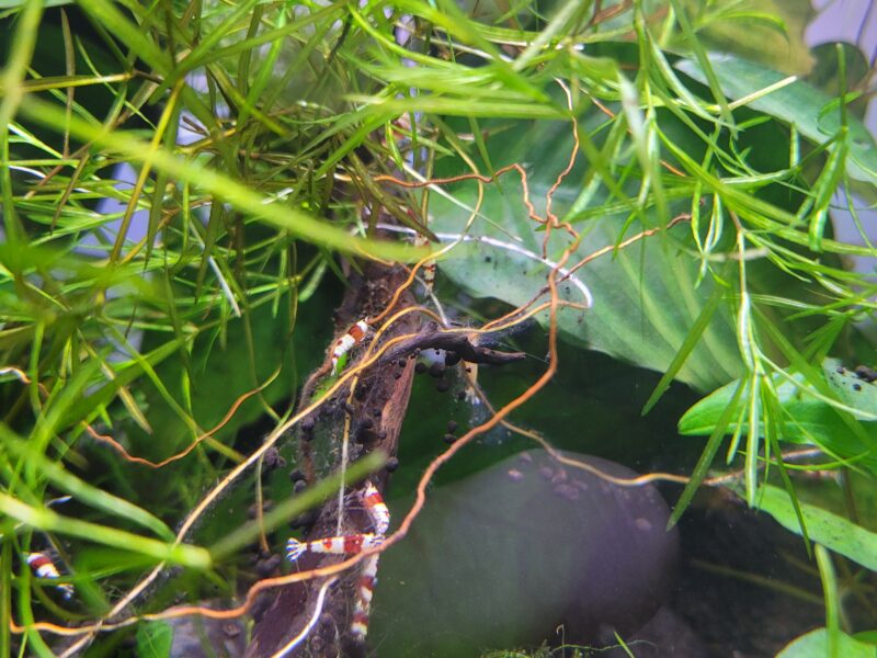 Crevettes Taïwan Bee