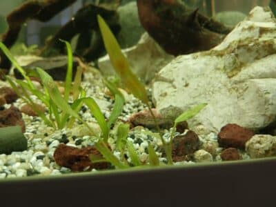 Cryptocorine