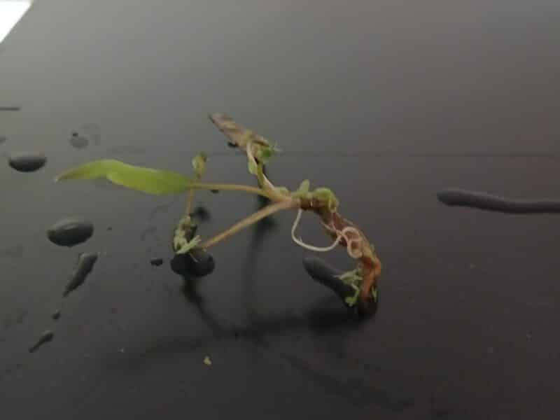 Cryptocorine