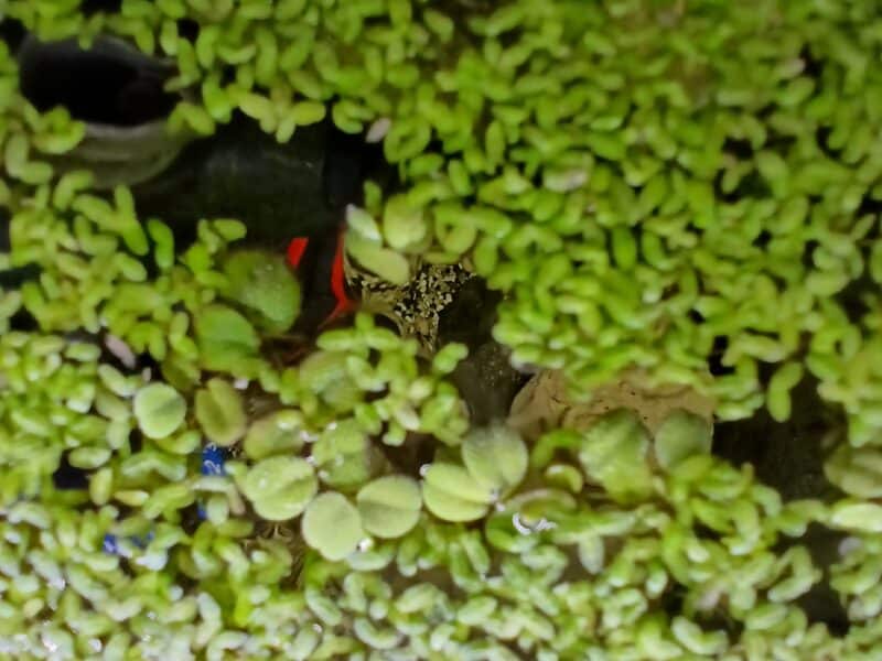 Salvinia