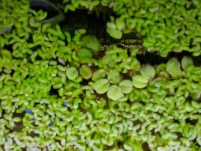 Salvinia
