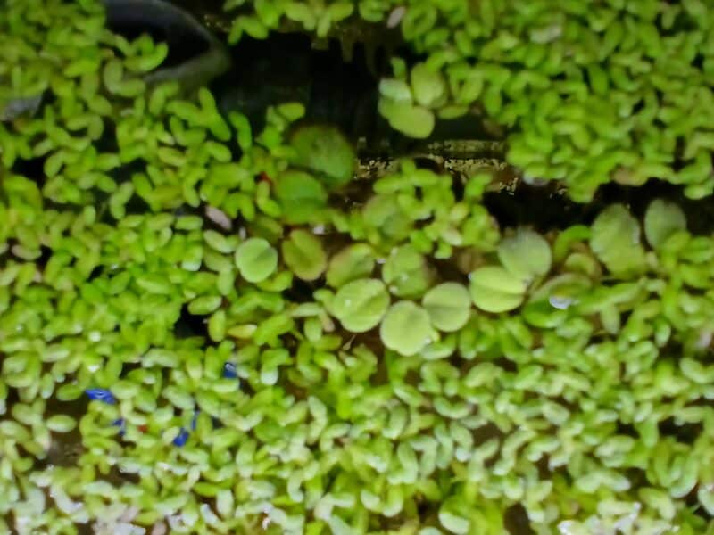 Salvinia