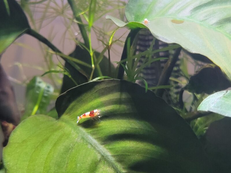 Crevettes Taïwan Bee