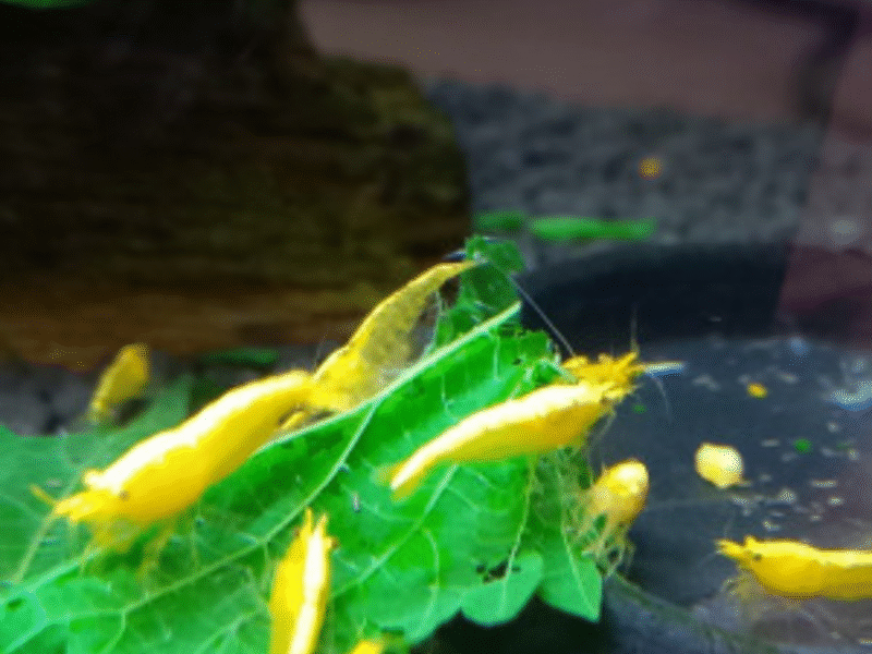 Crevettes Neocaridina Yellow Neon lot de 10 +2