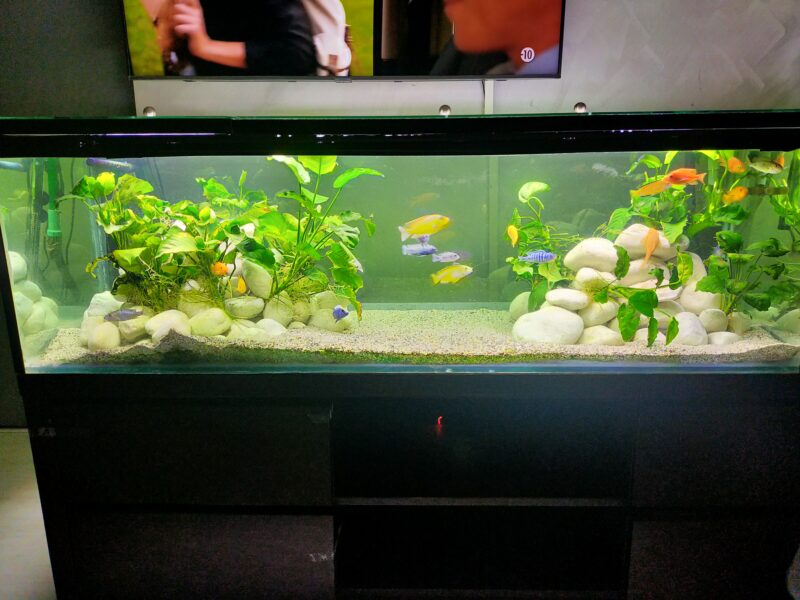 Plusieurs aquariums