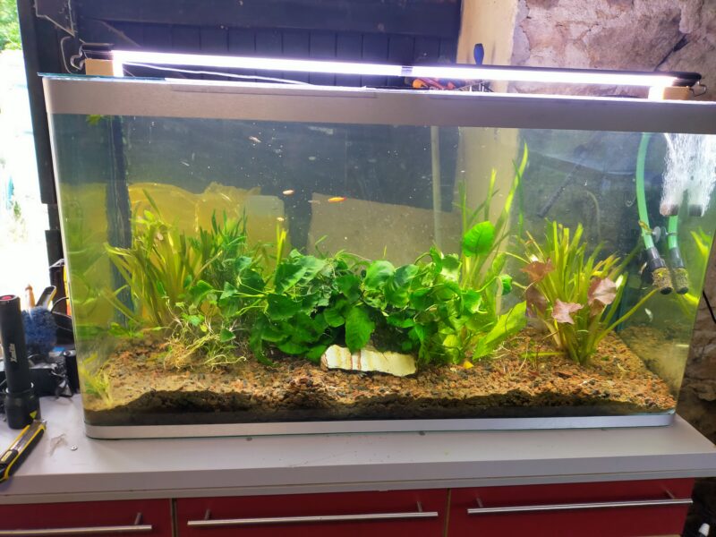 Plusieurs aquariums