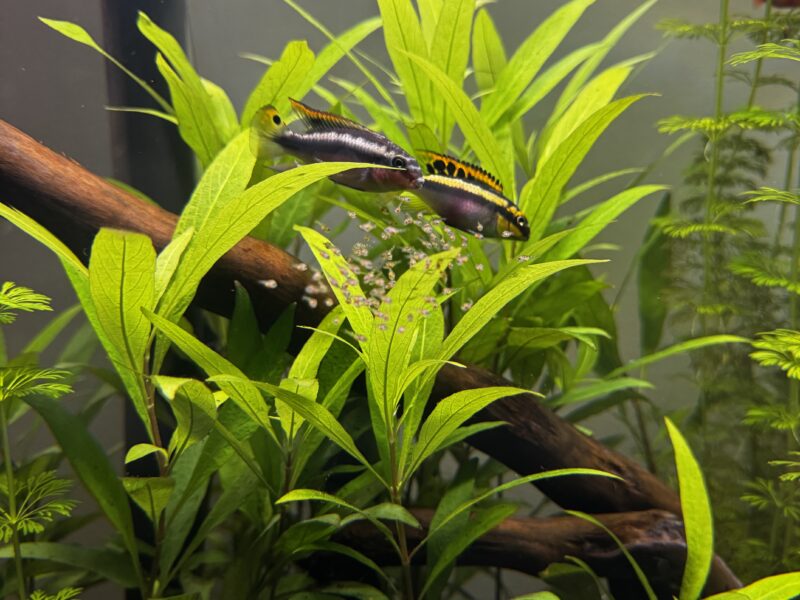 Pelvicachromis pulcher