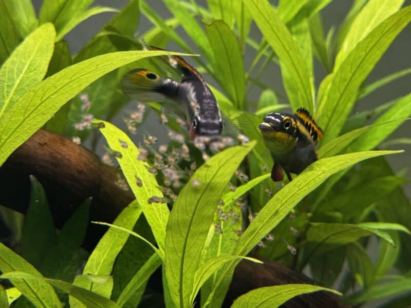 Pelvicachromis pulcher