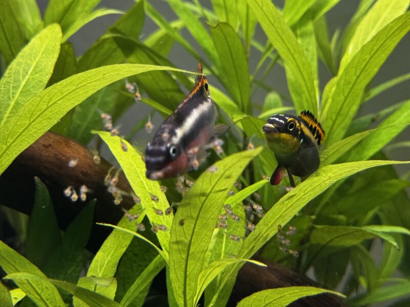 Pelvicachromis pulcher