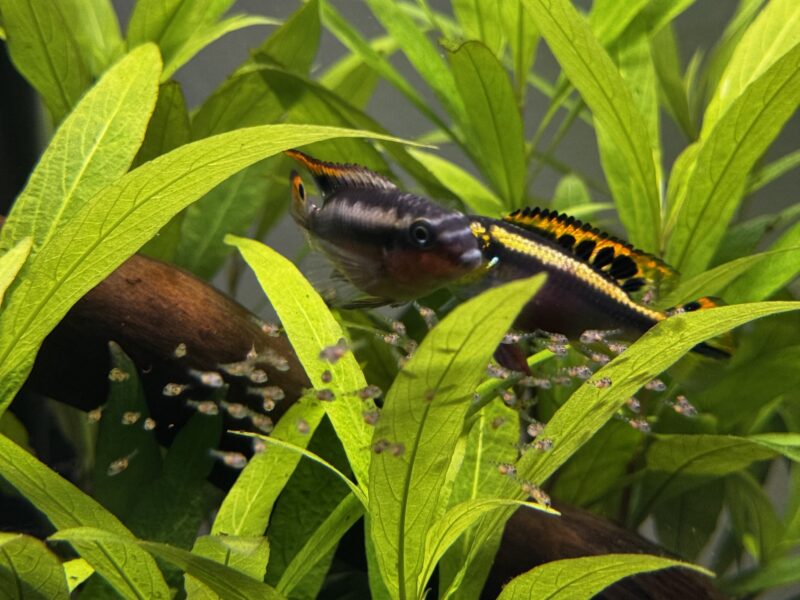 Pelvicachromis pulcher