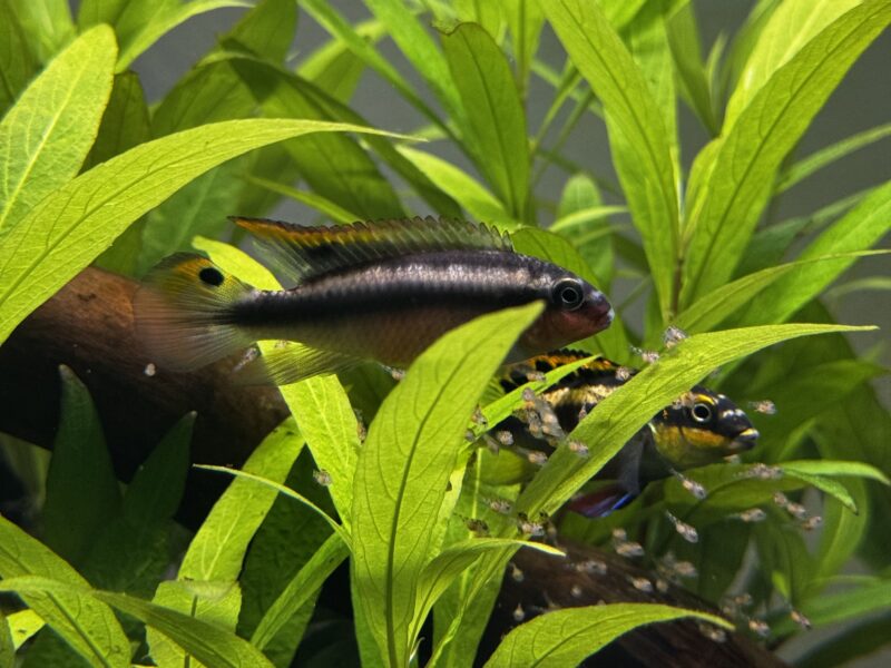 Pelvicachromis pulcher