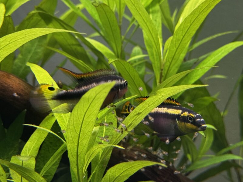 Pelvicachromis pulcher
