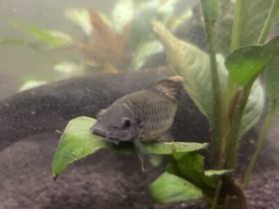 Don gara ruffa et crevettes